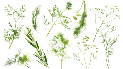 Set of healthy herbs elements, Fresh dill , isolated on transparent background