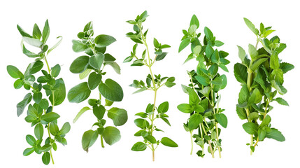 Set of healthy herbs elements, Fresh oregano, isolated on transparent background - obrazy, fototapety, plakaty