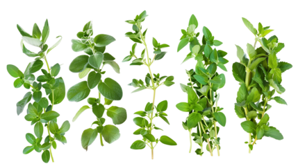 Set of healthy herbs elements, Fresh oregano, isolated on transparent background