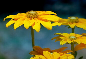 Rudbeckia 'Prairie Sun' (or similar) Flowers, Yellow, Green Centers, Detailed Closeup Macro Against Blue Background