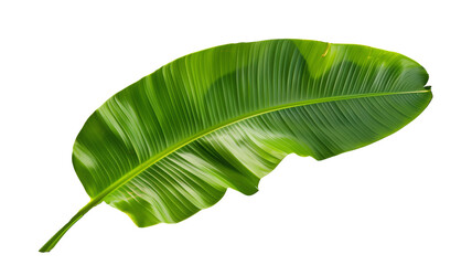 Tropical green banana tree leaf, isolated on transparent background. - obrazy, fototapety, plakaty