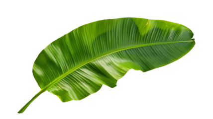 Tropical green banana tree leaf, isolated on transparent background.