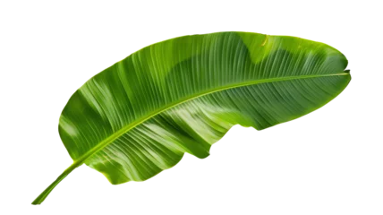Fotobehang Tropical green banana tree leaf, isolated on transparent background. © MDNANNU