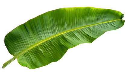 Tropical green banana tree leaf, isolated on transparent background. - Powered by Adobe