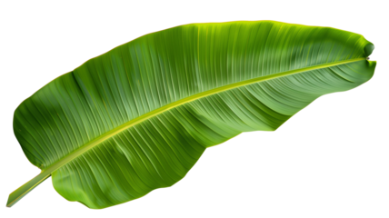 Tropical green banana tree leaf, isolated on transparent background.