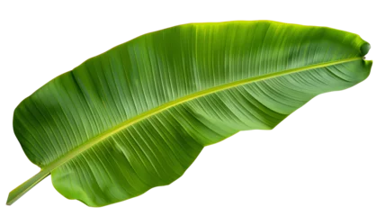 Fototapeten Tropical green banana tree leaf, isolated on transparent background. © MDNANNU