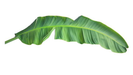 Tropical green banana tree leaf, isolated on transparent background.