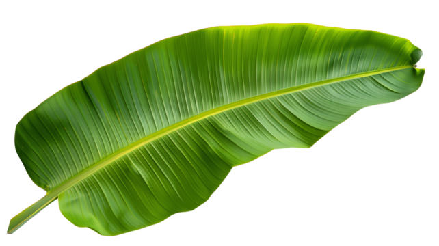 Tropical green banana tree leaf, isolated on transparent background.