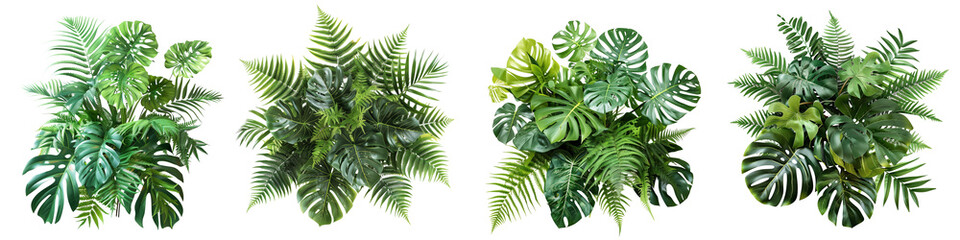 Set of tropical vibes plant bush floral arrangement with tropical leaves Monstera and fern, isolated on transparent background - obrazy, fototapety, plakaty
