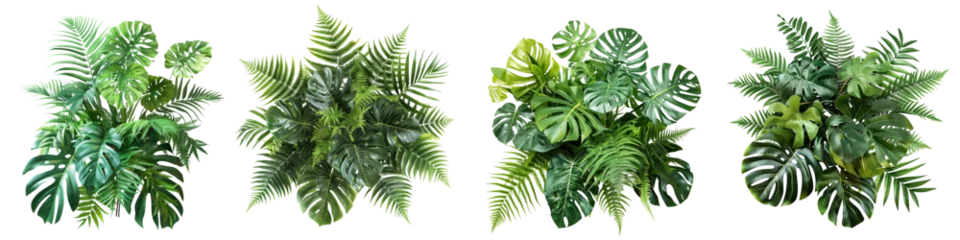 Foto op Plexiglas Set of tropical vibes plant bush floral arrangement with tropical leaves Monstera and fern, isolated on transparent background © MDNANNU