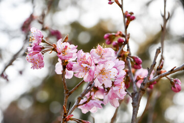彬姫桜