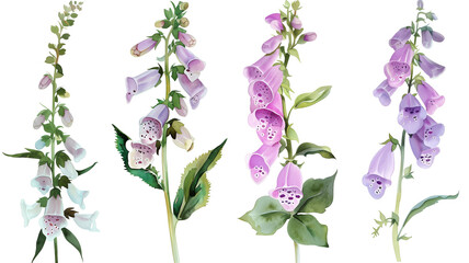 Beautiful floral set with watercolor hand drawn summer wild field foxglove flowers, isolated on transparent background.