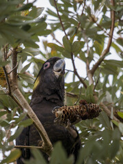 Yellow tailed black cockatoo feeding time, Australia native large bird photography