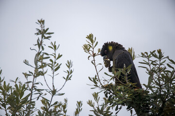Yellow tailed black cockatoo feeding time, Australia native large bird photography