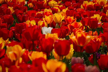 Spring flowers tulips close-up in the garden. Bright multicolored background in the sunlight. Full frame with blurred background. The concept of a holiday, Mother's Day, women's day. Landscaping parks - 766800023