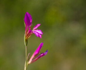 Details of field gladiolus flower (Gladiolus italicus) on green background