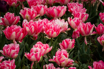 Pink tulips garden close-up in the bright rays of the sun. Delicate spring flowers bloomed in the...
