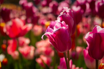 Pink tulips garden close-up in the bright rays of the sun. Delicate spring flowers bloomed in the garden. Natural colorful background of the park. A postcard of delicate flowers. Mother's Day Concept - 766800445