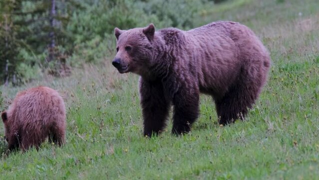 A grizzly bear mother closely watches over her cub as they both graze on the rich green grass of a serene mountain meadow, with the tranquility of dusk settling over the landscape