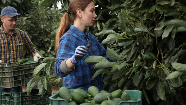 Focused European female picking ripe organic avocados in plastic container box in orchard or on farm on fall day