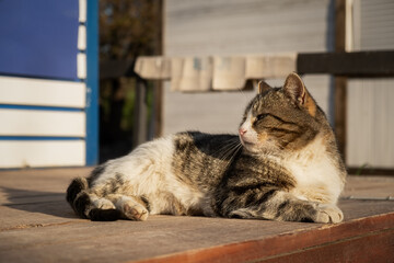 The cat is basking in the sun. Funny striped gray-white kitten enjoys the warm rays of the sun. Street yard cat close-up. The concept of spring, warmth, relaxation and peace. Funny portrait of a pet - 766804662