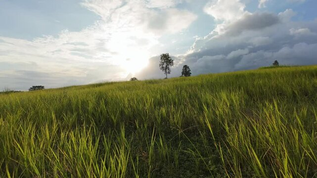 Grassland in the countryside in the evening