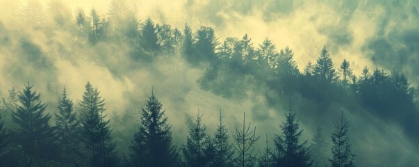 Obraz na płótnie Canvas Misty green forest. Foggy landscape