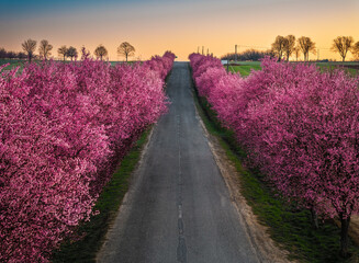 Berkenye, Hungary - Aerial view of blooming pink wild plum trees along the road in the village of Berkenye on a spring morning with warm golden sunrise sky