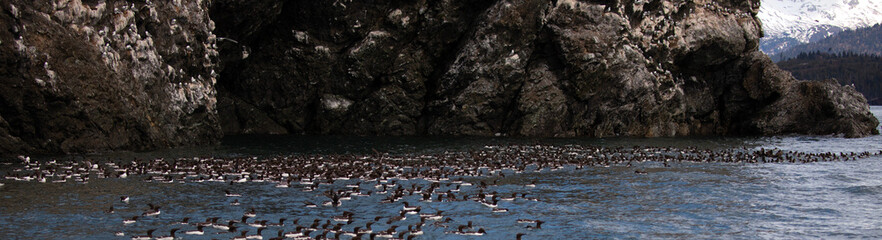 Mers [birds] swimming in the Kachemak bay near Gull Island near Homer Alaska United States