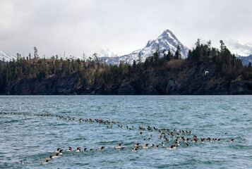 Mers [birds] swimming in the Kachemak bay near Gull Island near Homer Alaska United States