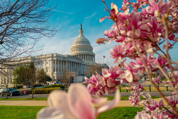 Capitol building near spring blossom magnolia tree. US National Capitol in Washington, DC. American...