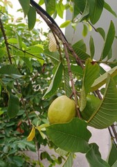 Lush leaves and juicy fruit intertwine in a symphony of abundance. Verdant foliage provides a verdant backdrop, while vibrant fruits burst with flavor and vitality.