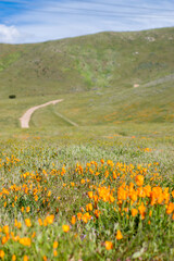 field of poppy flowers
