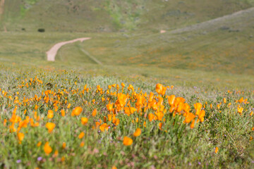 field of poppies