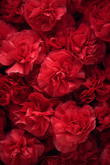Naklejka premium Carnation background