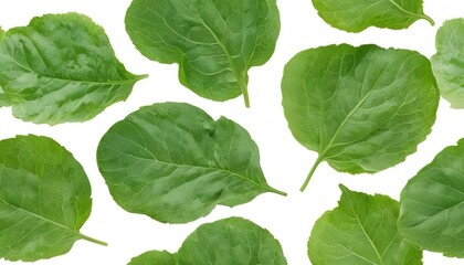 Naklejka premium cabbage isolated on white background ,Green leaves pattern