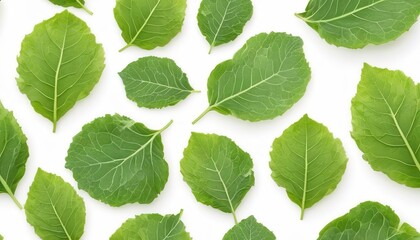 cabbage isolated on white background ,Green leaves pattern - obrazy, fototapety, plakaty