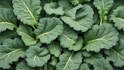 Chinese kale isolated on white background ,Green leaves of collards pattern - obrazy, fototapety, plakaty