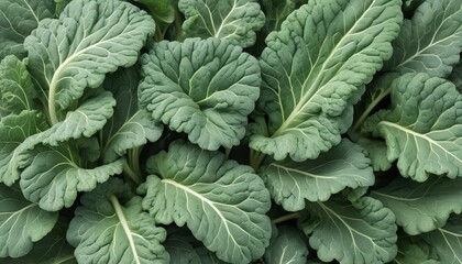 Chinese kale isolated on white background ,Green leaves of collards pattern - obrazy, fototapety, plakaty