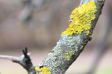 willow branch with catkins