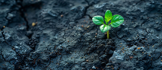A small green plant emerging from the soil in a clear upward growth