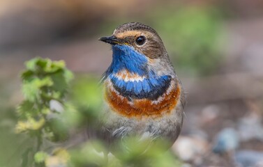 Bluethroat (Luscinia svecica) is a passerine bird that feeds on invertebrates and insects on the edges of small water holes close to wetlands. It is seen in Asia, Europe and Africa.