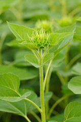 An Image of a Sunflower Bud