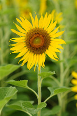 An Image of a Vibrant Sunflower