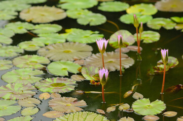 Purple Water Lilies and Lily Pads