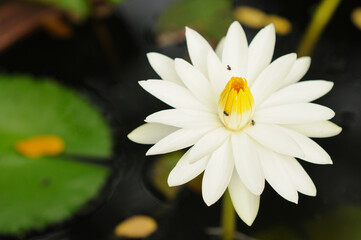 A Blooming White Water Lily with Bugs