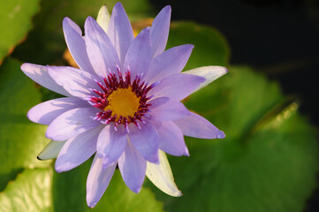 A Beautiful Purple Water Lily