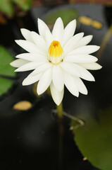 A Blooming White Water Lily with Bugs