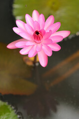 An Attractive Pink Water Lily on a Pond
