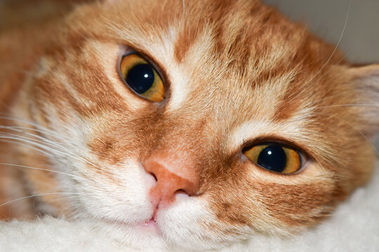 close up of a red cat